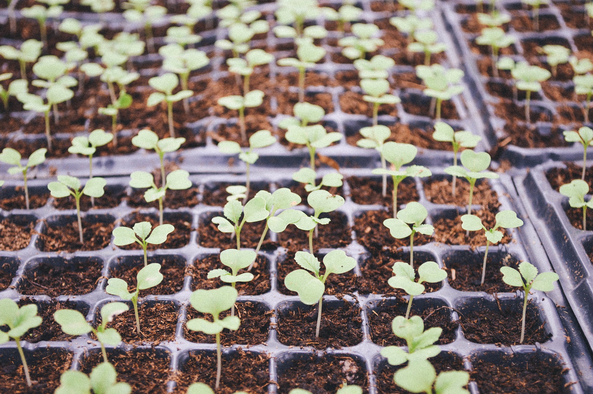 agriculture-1850891_1920